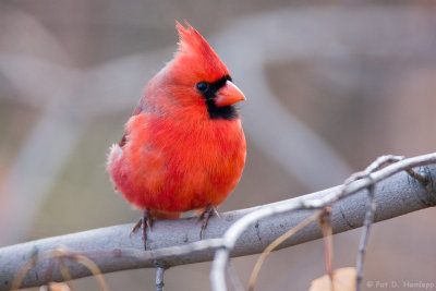 Red and fluffy
