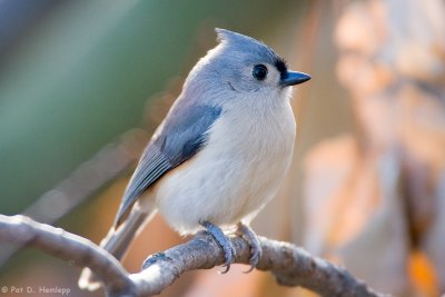 Relaxed Titmouse