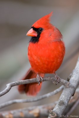 Bright Cardinal