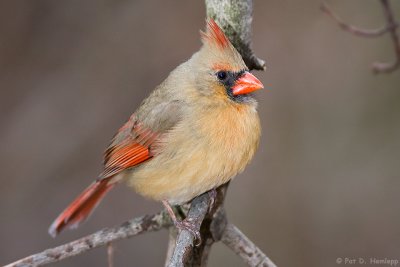 Calm Cardinal