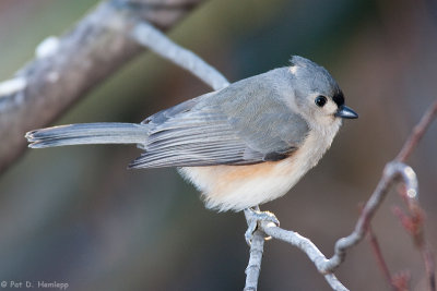 Titmouse at rest