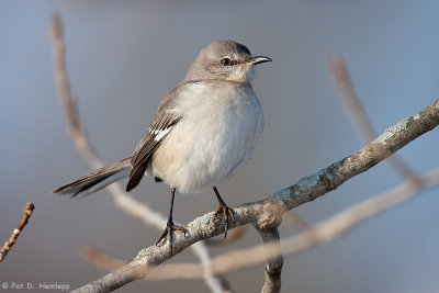 Winter Mockingbird