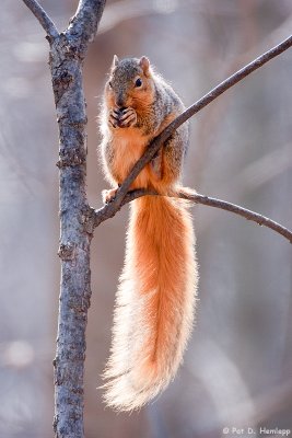 Bright squirrel