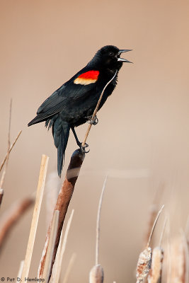 Red-winged singing