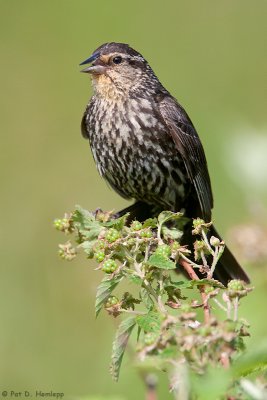 Chirping Blackbird