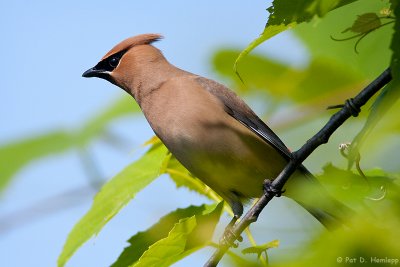 Leaning Waxwing