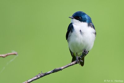 Swallow on green
