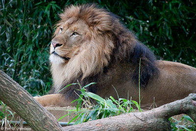 Lion at rest