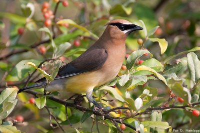 Waxwing in a tree