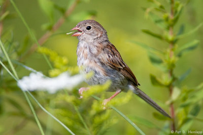 A Sparrow swallow