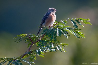 Young bird on a limb