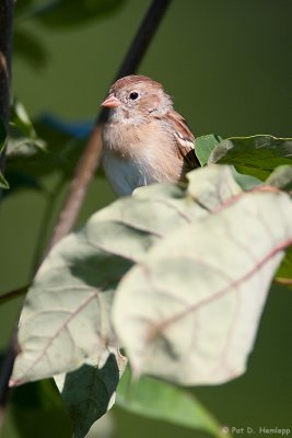 Sparrow in leaves
