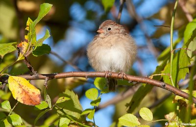 Fluffy Field Sparrow