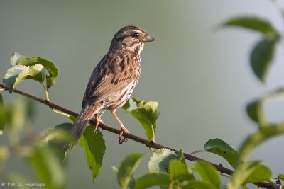 Sparrow in the sun