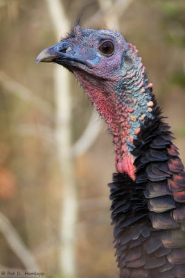 Wild turkey