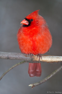 Quiet Cardinal