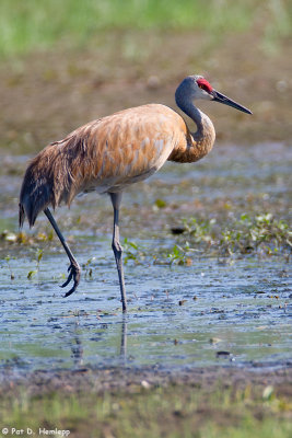 Sandhill Crane 