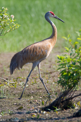 Sandhill Crane