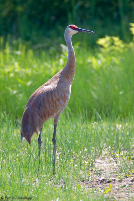 Sandhill Crane