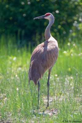 Sandhill Crane