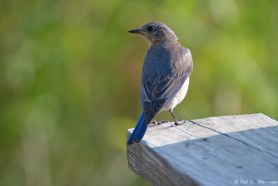 Female Bluebird 