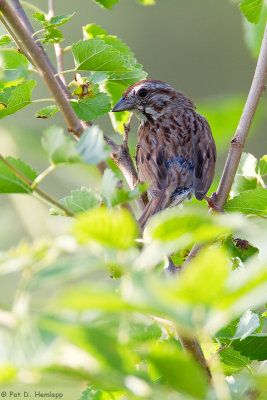 Sparrow in leaves 