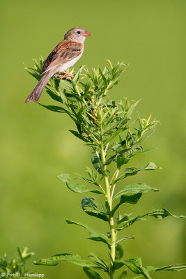 Sparrow in leaves 