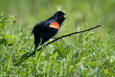 Blackbird, green field