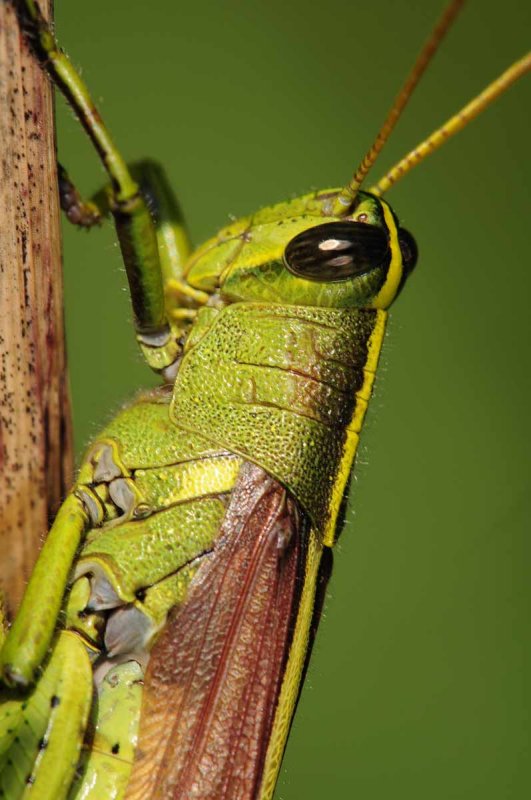 Grasshoppers and crickets - The Orthoptera