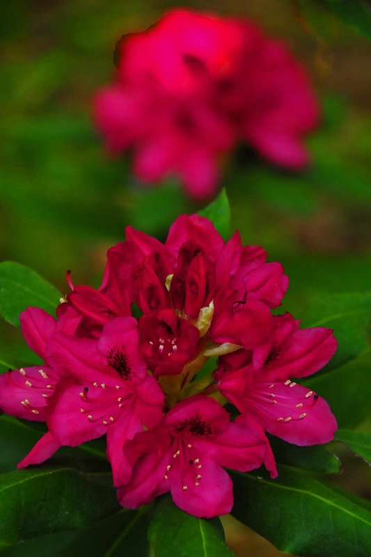 Rhododendron 1350