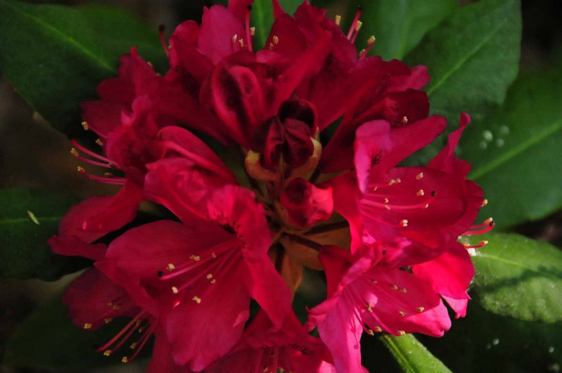 Rhododendron 1340