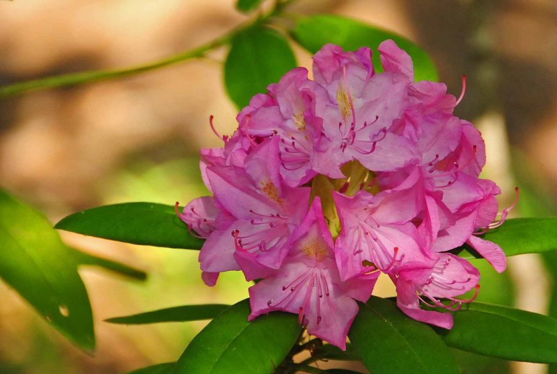 Rhododendron 1338