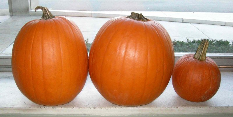 Pumpkins 3311
