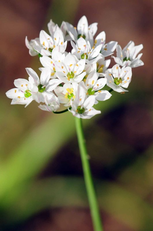 Alium 1076