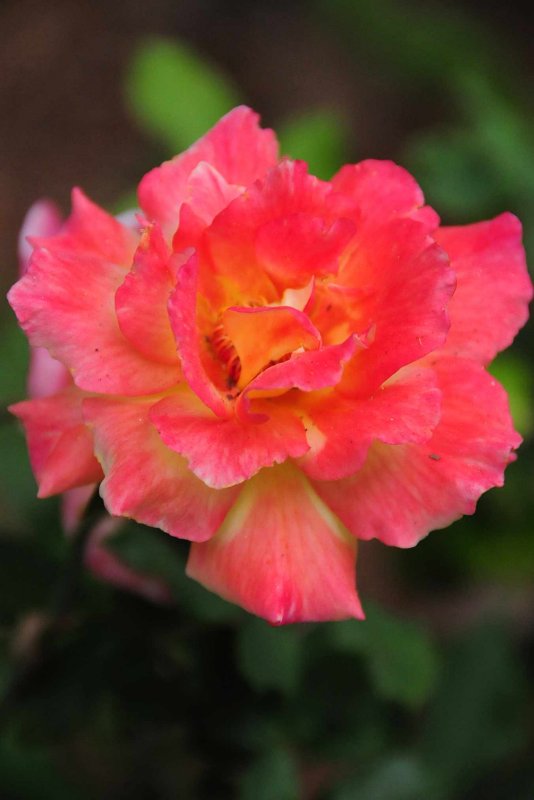 07 Gerry's rose 1407