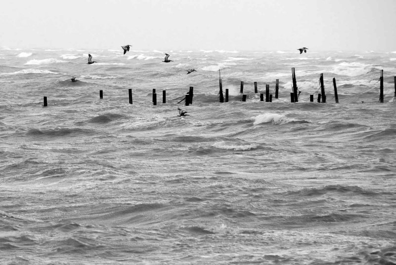 12 Pelicans fighting the storm 2267b