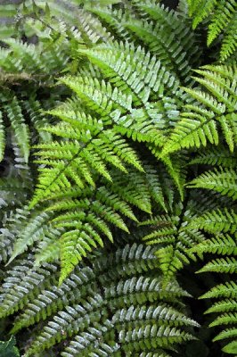 13 Autumn Fern 6754