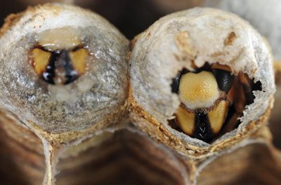 Wasps, Bees, Ants and Others - The Hymenoptera