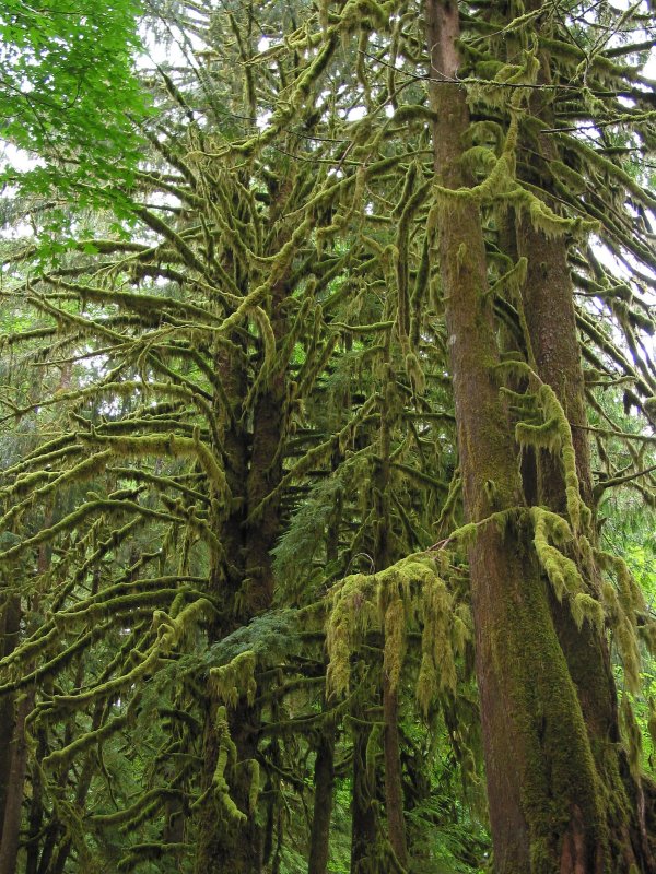 Moss