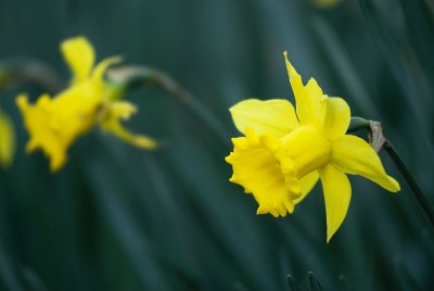 Narcisos I