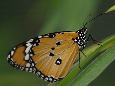 Danaus plexippus