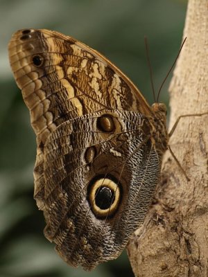 Caligo eurilochus