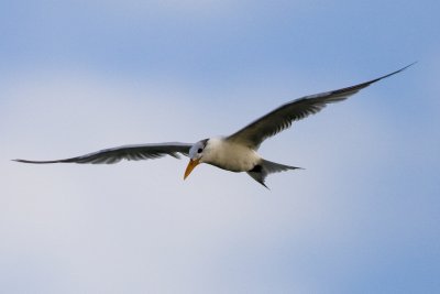 Your Tern looking!