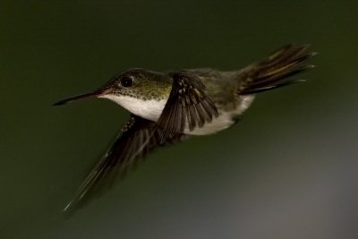 Hummingbirds Gallery