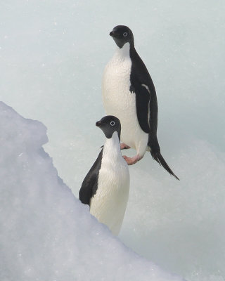 Antarctica Voyage 2009
