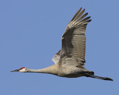 Neighbor Fly By