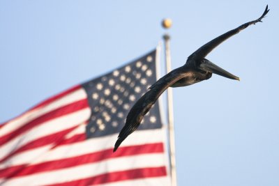 Not an Eagle but..........I love this country!