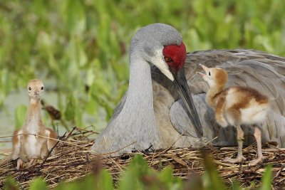 Mom! Beethoven called me a bird brain! Is he in trouble now?