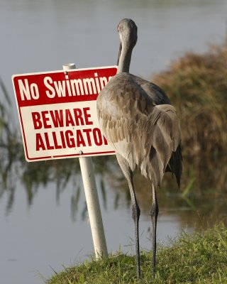 The New Sandhill Crane Storybook Of Palmetto Florida 2008