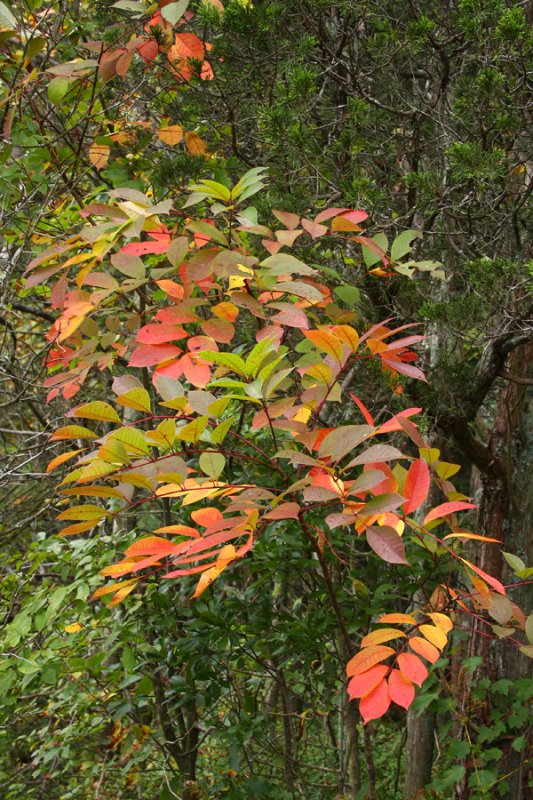 Poison Sumac